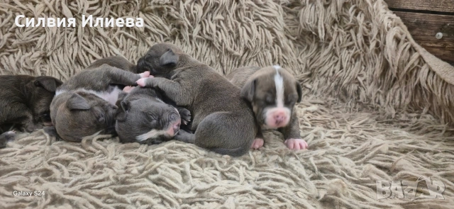 Малки бебета питбули, снимка 10 - Питбул - 53937837