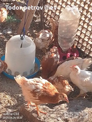 Пилета носачки порода само за яйца, снимка 2 - Кокошки и пуйки - 46377591