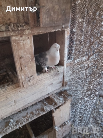 Гълъби шуменски и декорация. , снимка 10 - Гълъби - 52318134