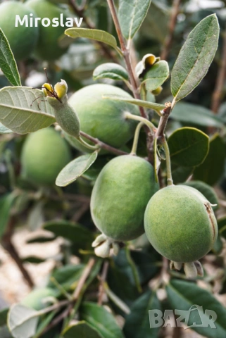 Ананасова гуава (Фейхоа), снимка 4 - Градински цветя и растения - 53913023