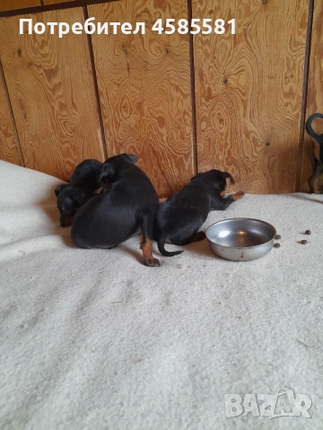 Сърнисти пинери, снимка 14 - Пинчер - 52995417