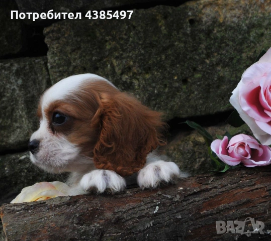 Кавалер Кинг Чарлз Шпаньол мъжко , снимка 2 - Кавалер кинг чарлз шпаньол - 53288486