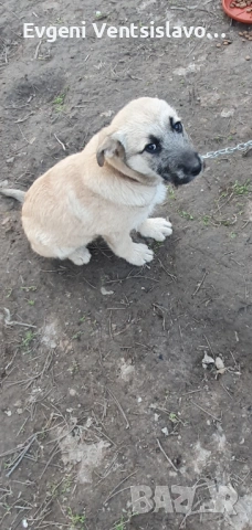 подарявам кученца, снимка 6 - Други - 53853367