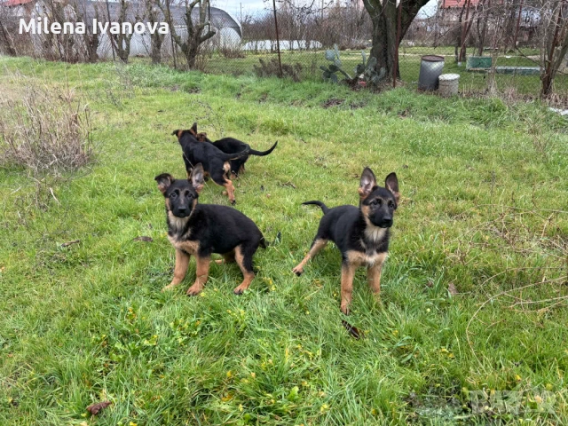 Немски овчарки от легитимен развъдник , снимка 3 - Немска овчарка - 53035640