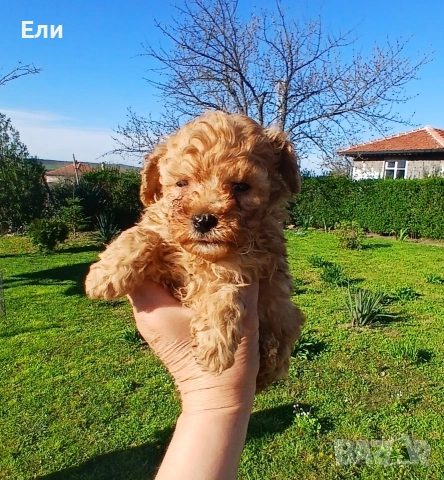 той пудел момченце 
