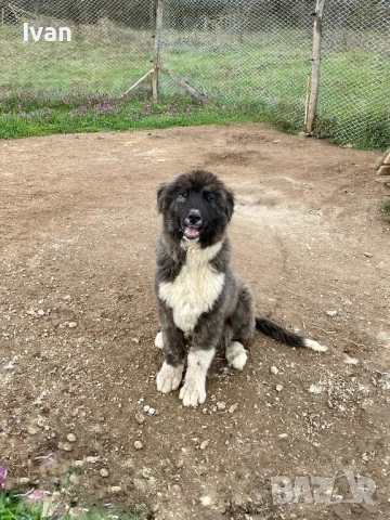 Женска каракачанка, снимка 3 - Каракачанска овчарка - 54087889