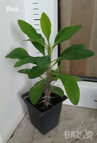 Исусов венец - Еуфорбия, Червен цвят, снимка 2 - Стайни растения - 51096996