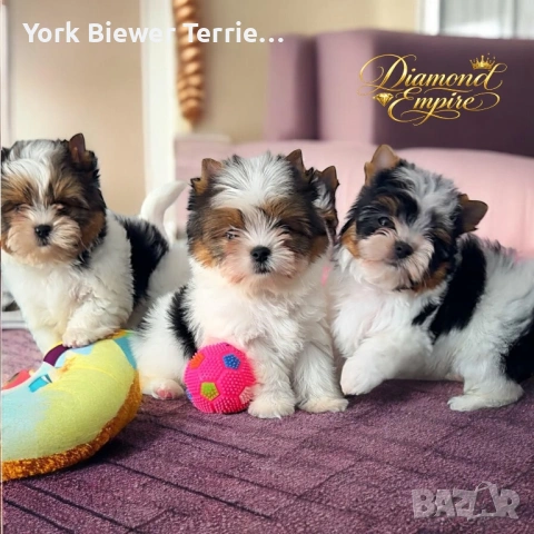 ЙоркширскиТериер! Малки Сладури за семейство с деца