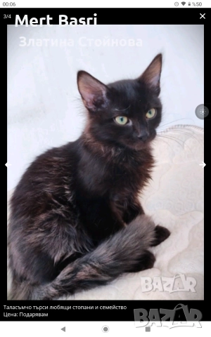 Таласъмчо търси любящи стопани и семейство, снимка 2 - Други - 52852623