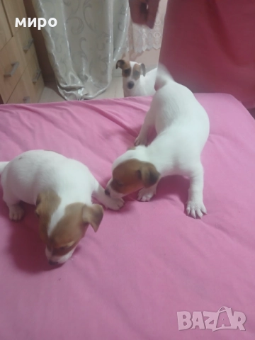 Продавам малки джак ръсел, снимка 1