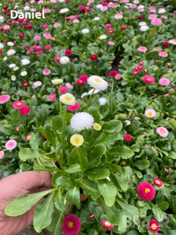 Теменужки и парички, снимка 14 - Градински цветя и растения - 53939781