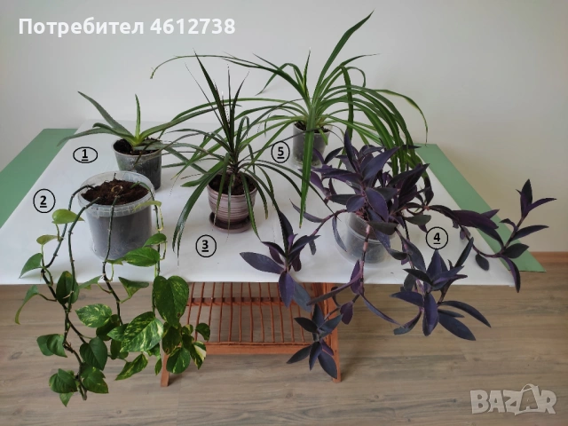 Алое Вера,сциндапсус,драцена,традесканция и хлорофитум