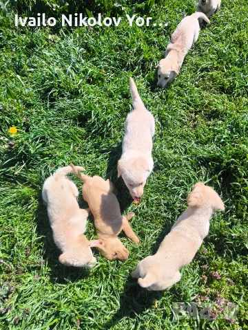 Малки Лабрадор ретривър , снимка 7 - Лабрадор ретривър - 54190522