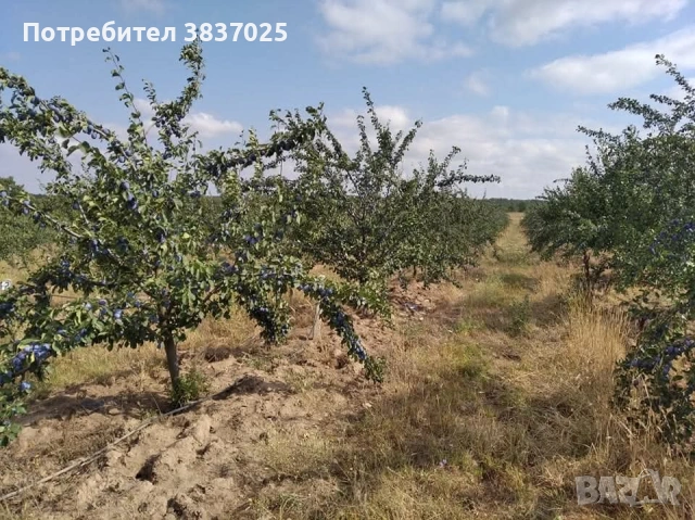 Продавам овощна градина, снимка 4 - Земеделска земя - 53276425