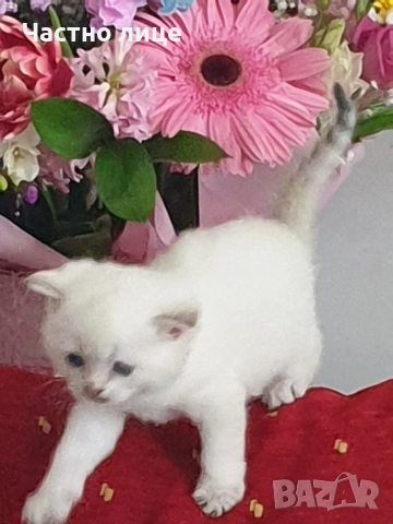 Шотландчета златна чинчила, снимка 10 - Чинчили - 53759249