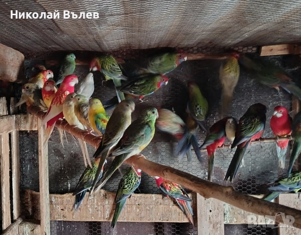 Пойни, снимка 2 - Папагали - 52822917