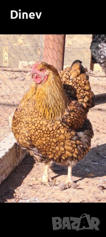 Виандот кокошки , снимка 2 - Кокошки и пуйки - 53990852