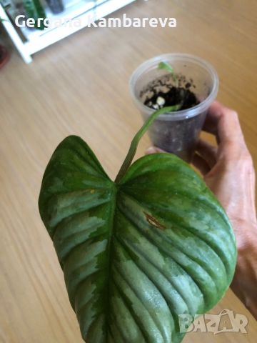 Philodendron Sodiroi , снимка 8 - Стайни растения - 46414898