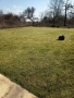 Косене на дворове, райграс, аериране, кастрене на клони, снимка 4