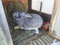 продавам зайци - различни породи и възрасти, снимка 18