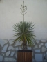 Студоустойчива палма Юка,дворна, снимка 1