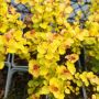 Жълта Бреза джудже, Betula Golden Treasure, снимка 1 - Градински цветя и растения - 40126364