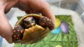 Продавам сухоземни костенурки карбонария, снимка 7