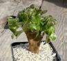 Aeonium ‘Blushing Beauty’ crested, снимка 1 - Стайни растения - 45171783