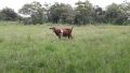 Продавам кози, снимка 1 - За селскостопански - 45949608