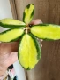 Хоя Verticillata/ex.Acuta variegata, снимка 1
