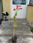 Бугенвилия - оранжево-червена, снимка 1 - Градински цветя и растения - 42867328