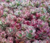 Седум Триколор, Sedum Spurium Tricolor, снимка 2