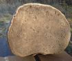 Голяма дървесна праханка подходяща за декорация, 20х15х11 см, 860 гр