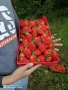 Продавам качествен  разсад ягоди и малини , снимка 2