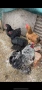 Продава се кокошки брами, снимка 2