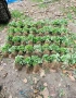 ПРОМО Разсад Ягоди и Малини – най-добрите сортове – директно от производител!, снимка 3