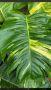 Epipremnum pinnatum Aurea Giant Hawaiian , снимка 1