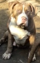 ТОП АМЕРИКАНСКО БУЛИ ХЛ American bully Xl , снимка 1