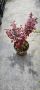 Берберис червен/жълт, снимка 1 - Градински цветя и растения - 45381149