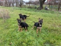 Немски овчарки от легитимен развъдник , снимка 3