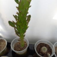 Различни кактуси, снимка 6 - Стайни растения - 45350691