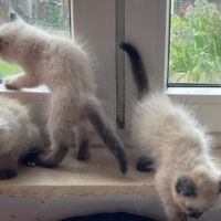 Продавам целогодишно   котета рагдол,  британски, шотландски клепоухи /scottish fold / и правоухи /, снимка 5 - Британска късокосместа - 46196845