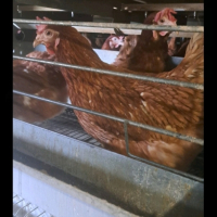 продавам кокошки носачки за яйца на 11 месеца, снимка 1 - други­ - 45036931