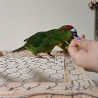 Какарики папагалчета, снимка 2 - Папагали - 45654851
