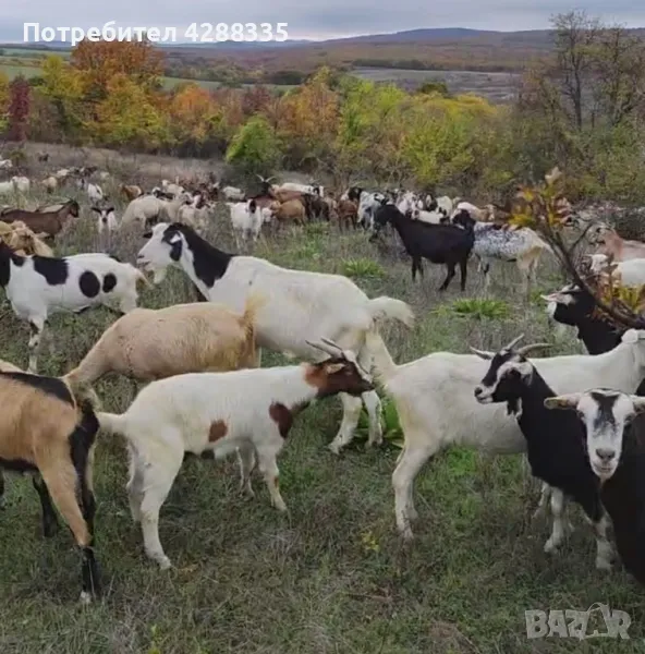 Ярета за клане, с. Китен, община Провадия, снимка 1