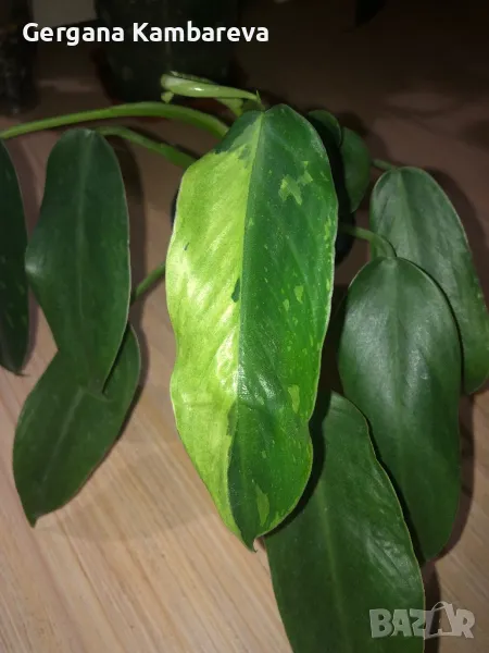 Philodendron Jose Buono , снимка 1