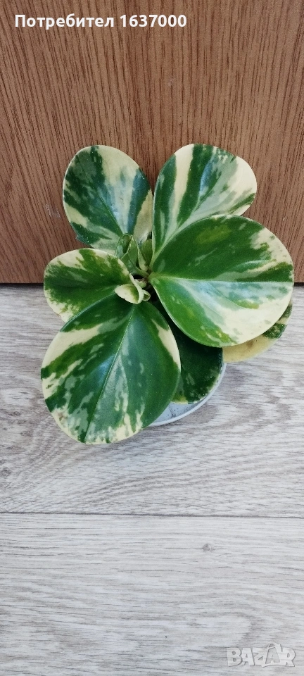 Пеперомия Marble, снимка 1