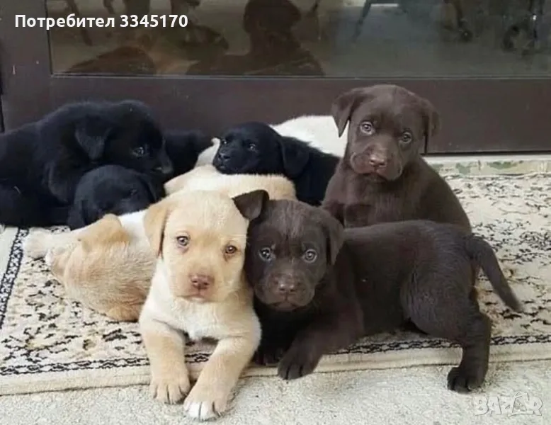 Лабрадор мъжки и женски Labrador , снимка 1