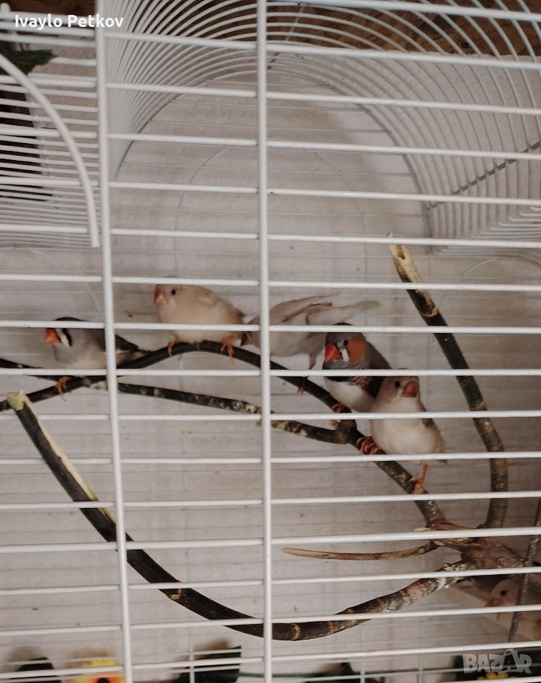 Зеброви амадини, снимка 1