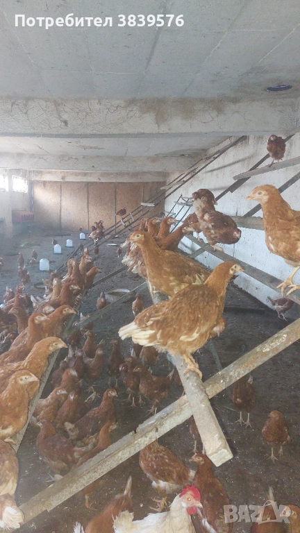 Пилета Ярки Кокошки, снимка 1